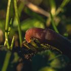 Earthworm portrait