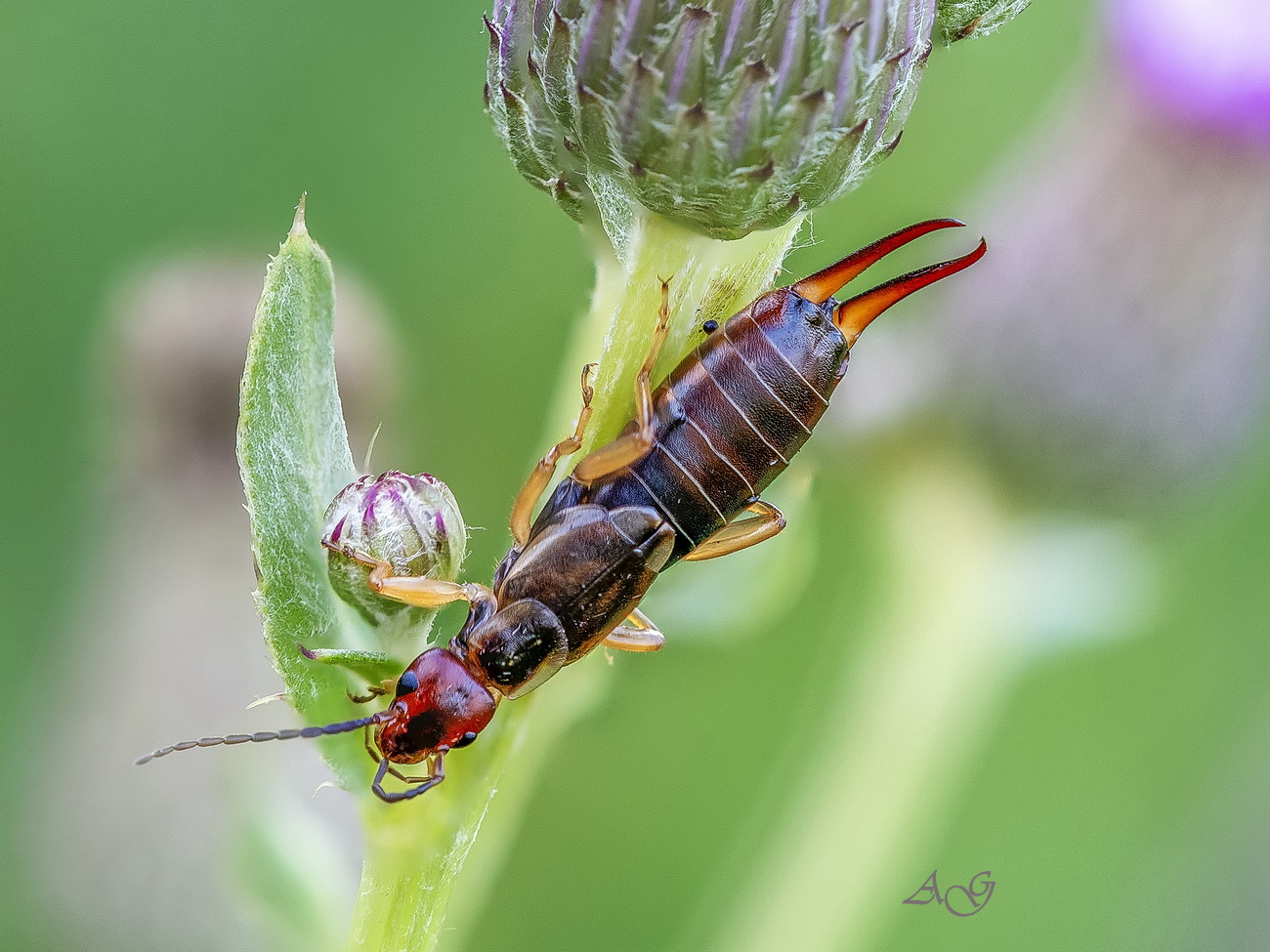 Earwig (Forficula auricularia)