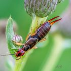 Earwig (Forficula auricularia)