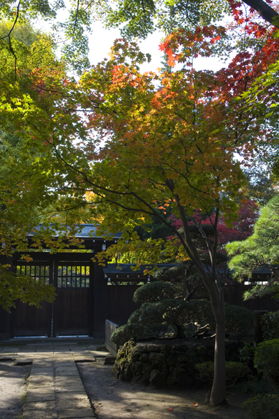 Eary fall in Japan