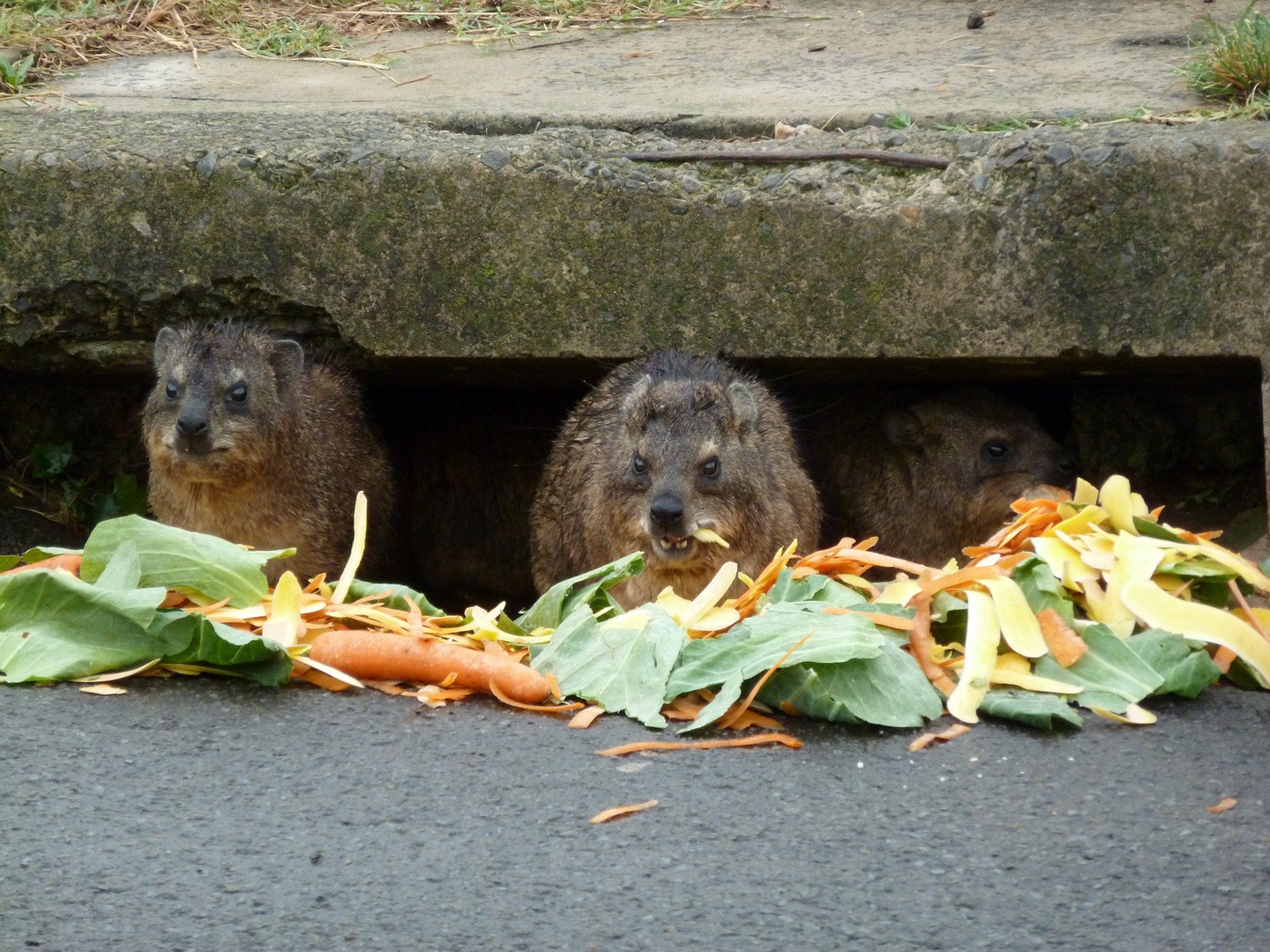 East London, RSA - Dassie