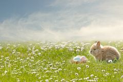 Easter Backdrop