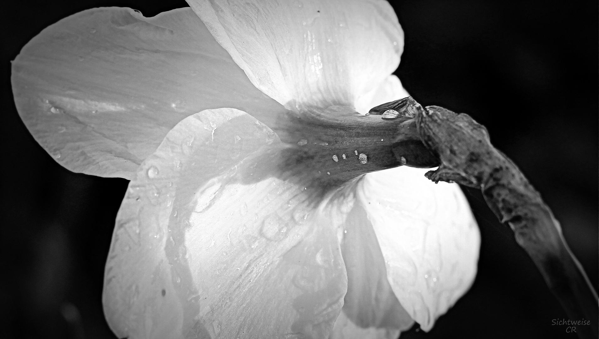 Easter bells in black and white