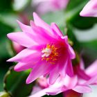 Easter Cactus - first flower