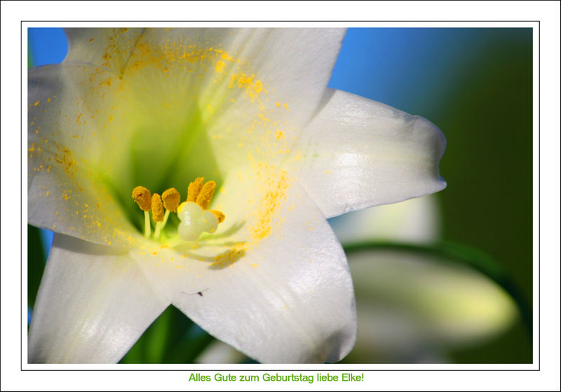 Easter Lilly