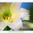 Easter Lilly