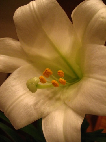 easter lily