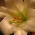 easter lily