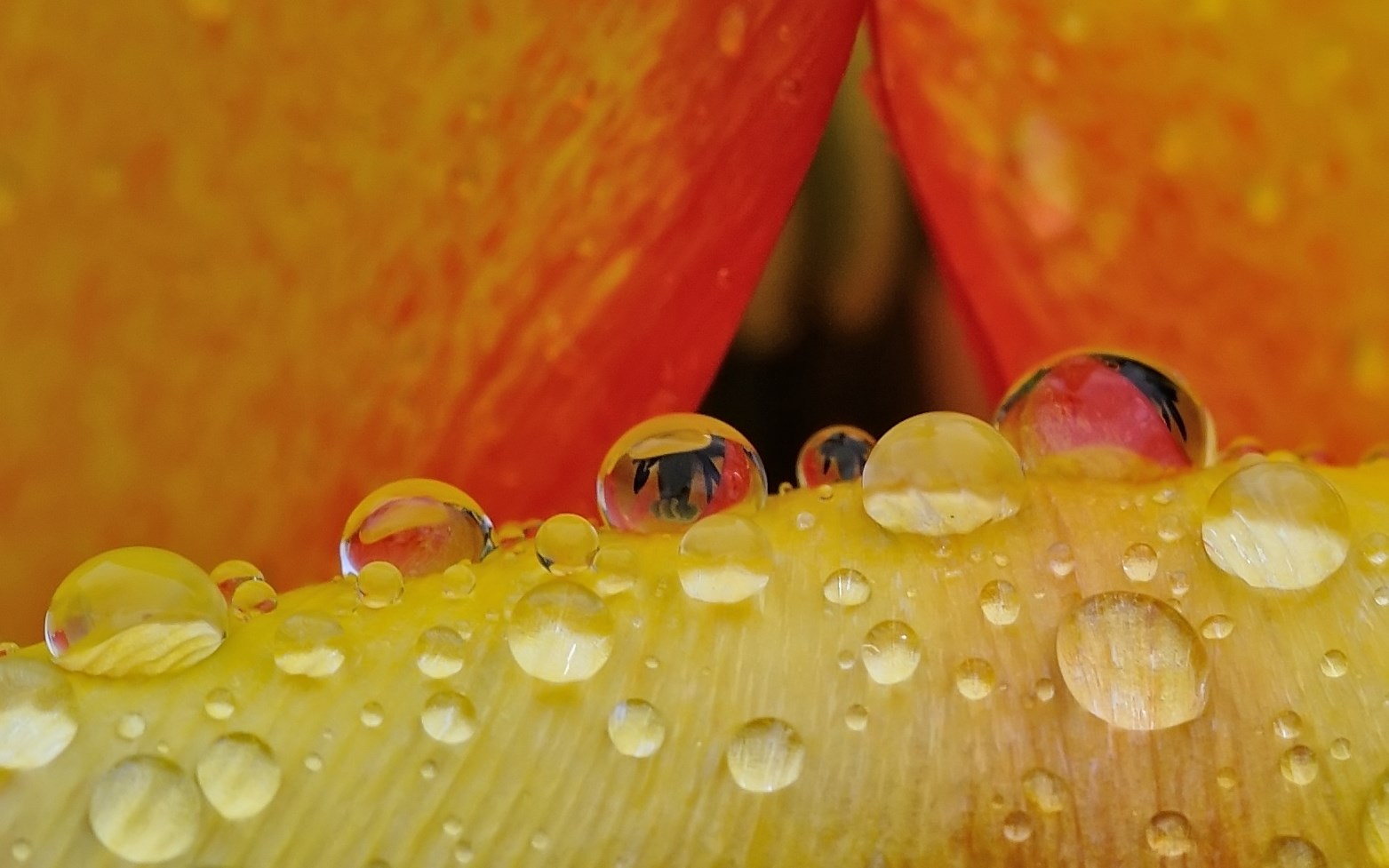 easter rain drops