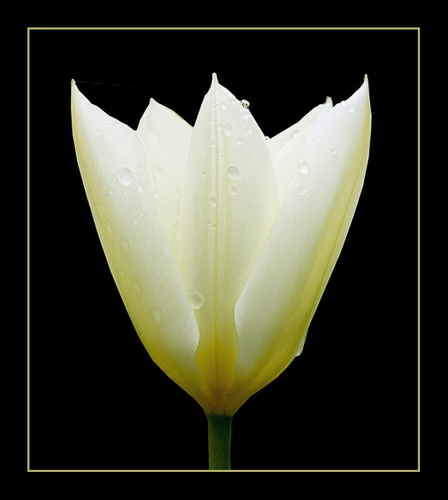 Easter Sunday Tulip