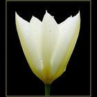 Easter Sunday Tulip