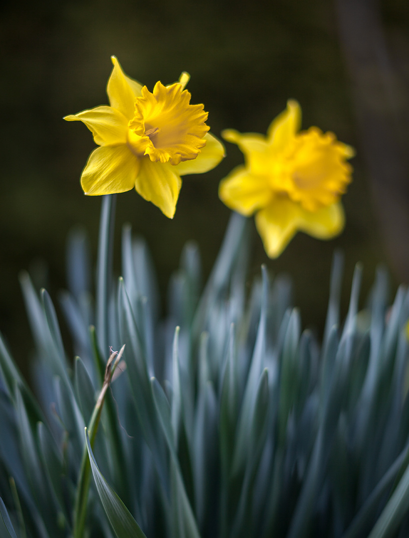 ''Easter twins'' :)