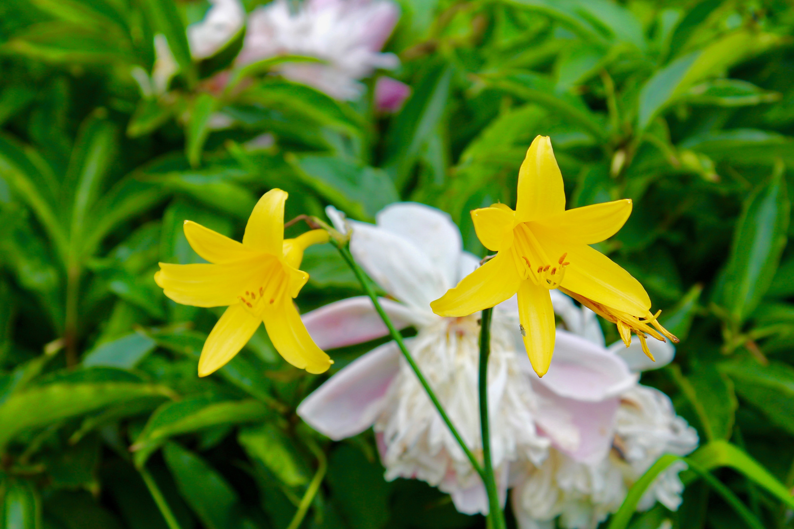 Easter Yellow