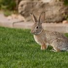 Easterbunny in my yard.