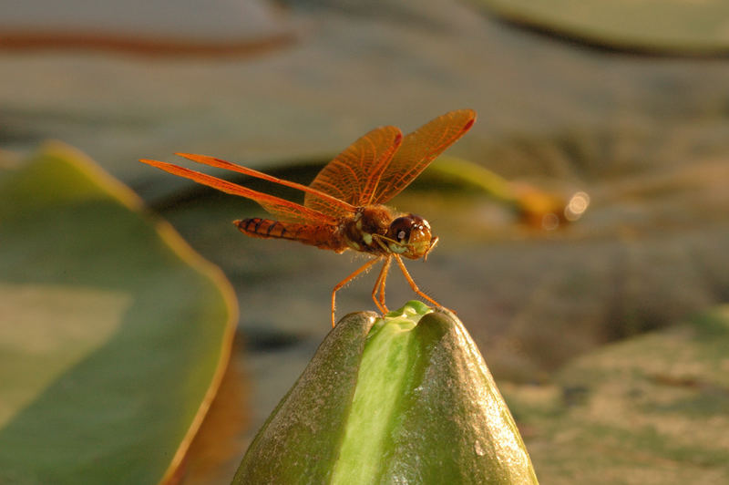 Eastern Amberwing