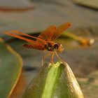 Eastern Amberwing