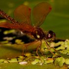 Eastern Amberwing 2