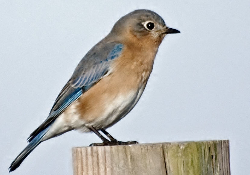 Eastern Bluebird (Sialis sialis)