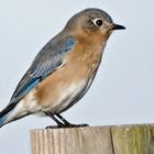 Eastern Bluebird (Sialis sialis)