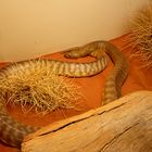 Eastern Brown Snake