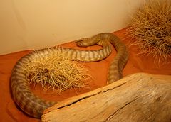 Eastern Brown Snake