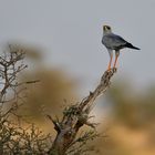 Eastern chanting goshawk