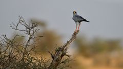 Eastern chanting goshawk