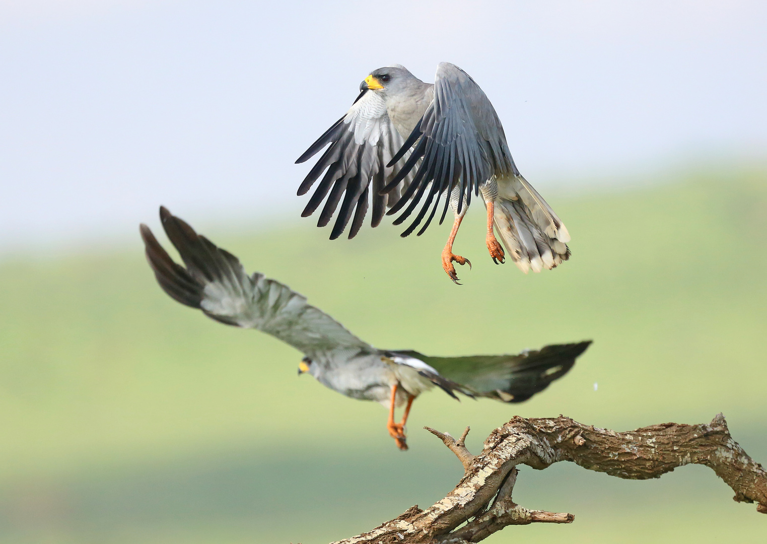 Eastern Chanting Goshawk (Melierax poliopterus)