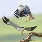 Eastern Chanting Goshawk (Melierax poliopterus)