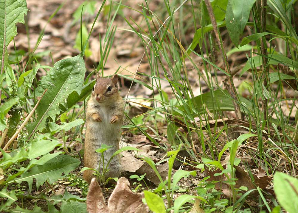 Eastern Chipmunk...