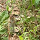 Eastern Chipmunk...