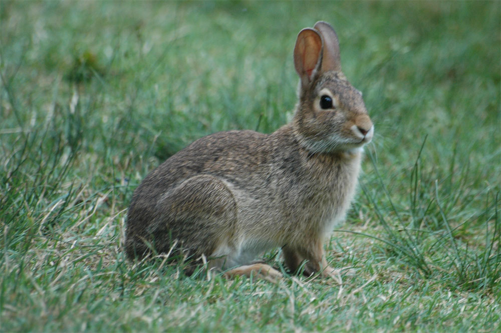 Eastern Cottontail, Sphor Gardens, Falmouth, MA