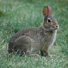 Eastern Cottontail, Sphor Gardens, Falmouth, MA