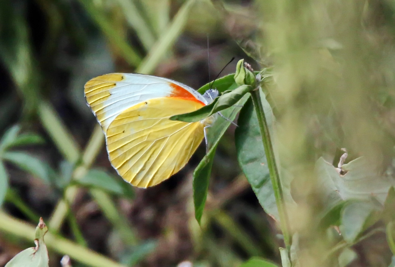 Eastern Dotted Border,Mylothris agathina