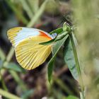 Eastern Dotted Border,Mylothris agathina