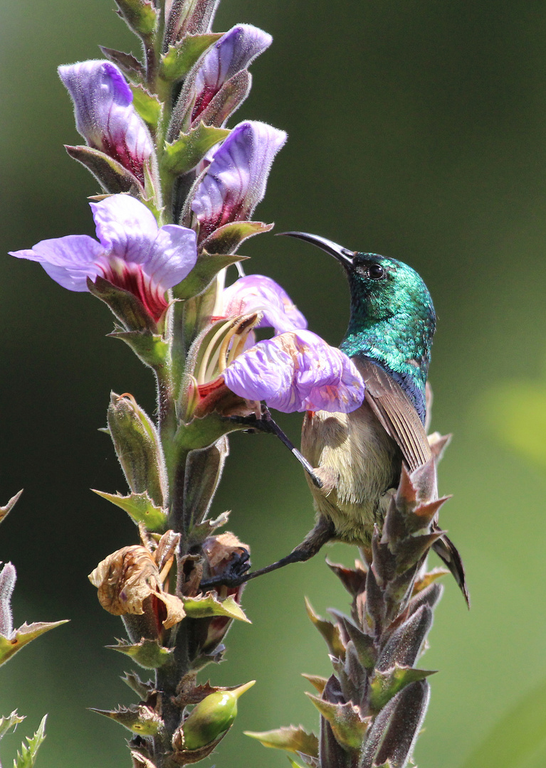 Eastern Double-collared Sunbird