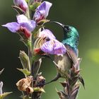 Eastern Double-collared Sunbird