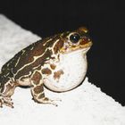 Eastern Giant Toad (Cuba)