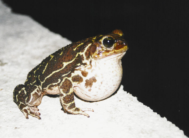 Eastern Giant Toad (Cuba)