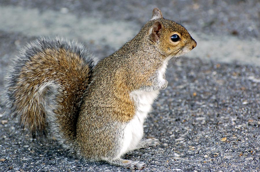 Eastern Gray Squirrel - Sciurus carolinensis...