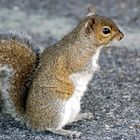 Eastern Gray Squirrel - Sciurus carolinensis...