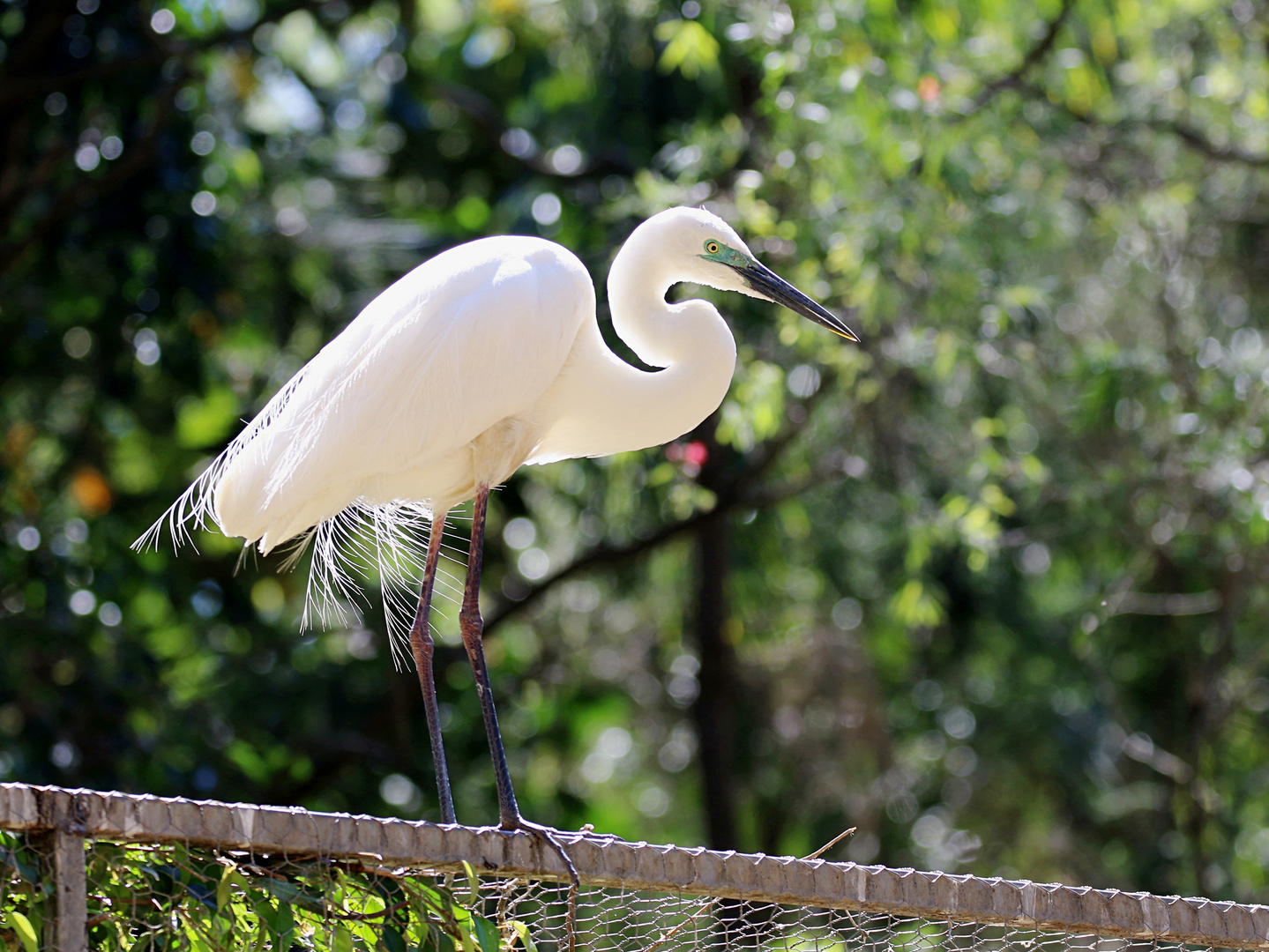 Eastern Great Egret ...