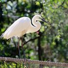 Eastern Great Egret ...