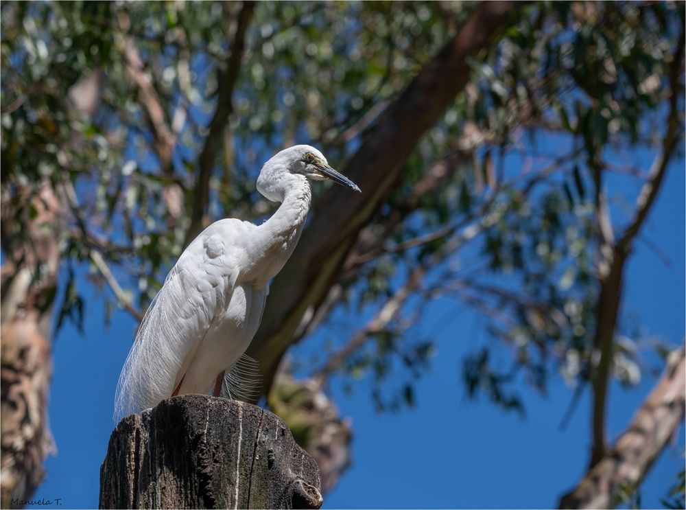 Eastern Great Egret in breeding plumage