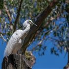 Eastern Great Egret in breeding plumage