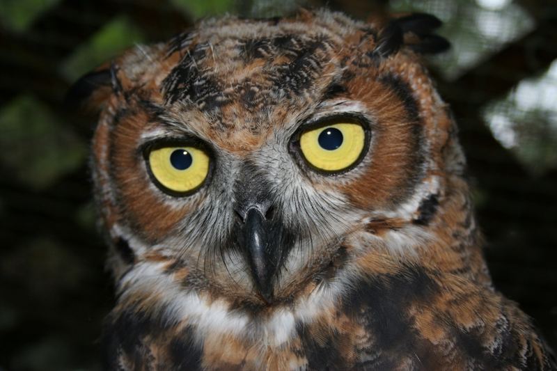 Eastern Great Horned owl