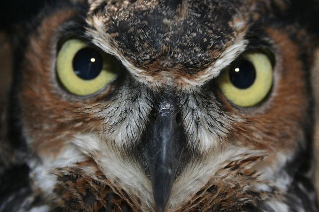 Eastern Great Horned owl