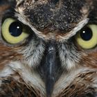 Eastern Great Horned owl