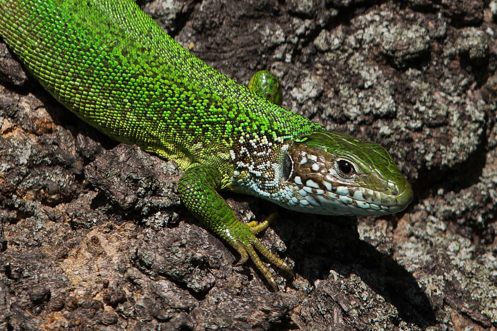 eastern green lizard