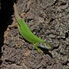 eastern green lizard